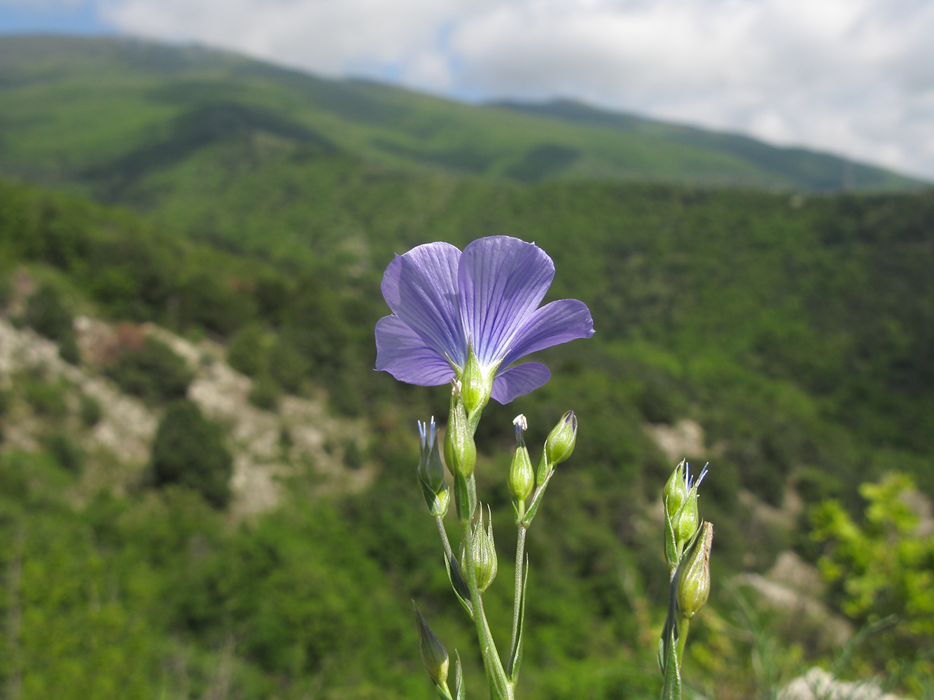 Изображение особи Linum nervosum.