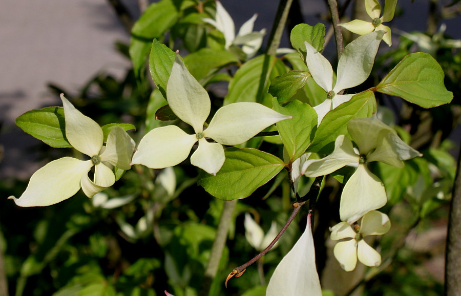Изображение особи Cynoxylon kousa.