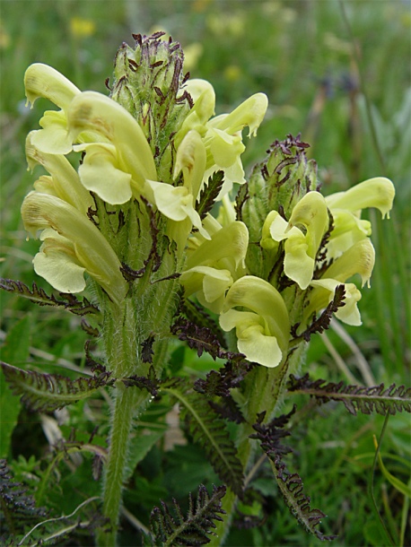 Изображение особи Pedicularis chroorrhyncha.