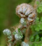 Polystichum setiferum
