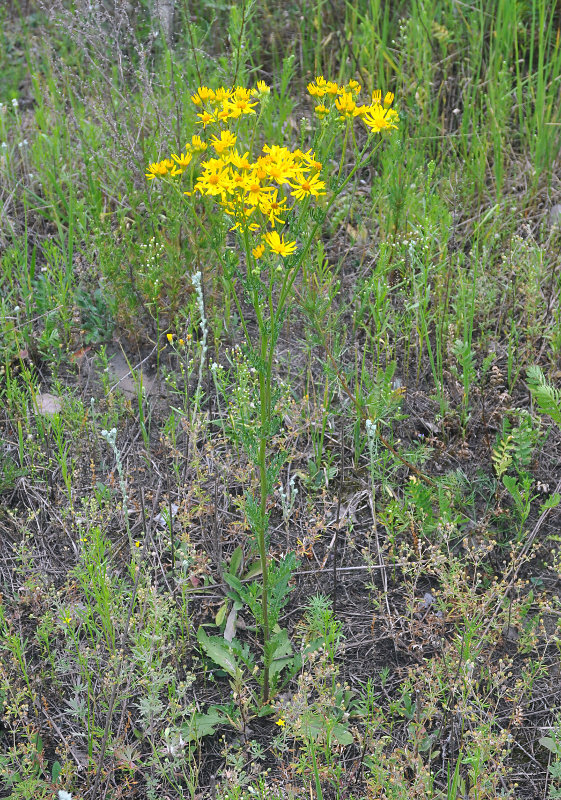 Изображение особи Senecio jacobaea.