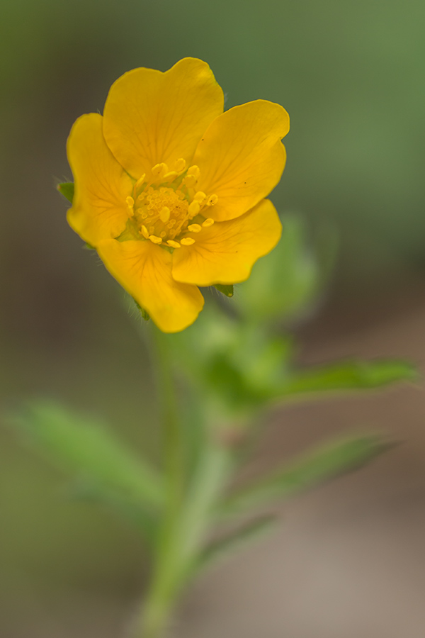 Image of genus Potentilla specimen.