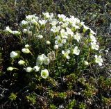 Diapensia lapponica