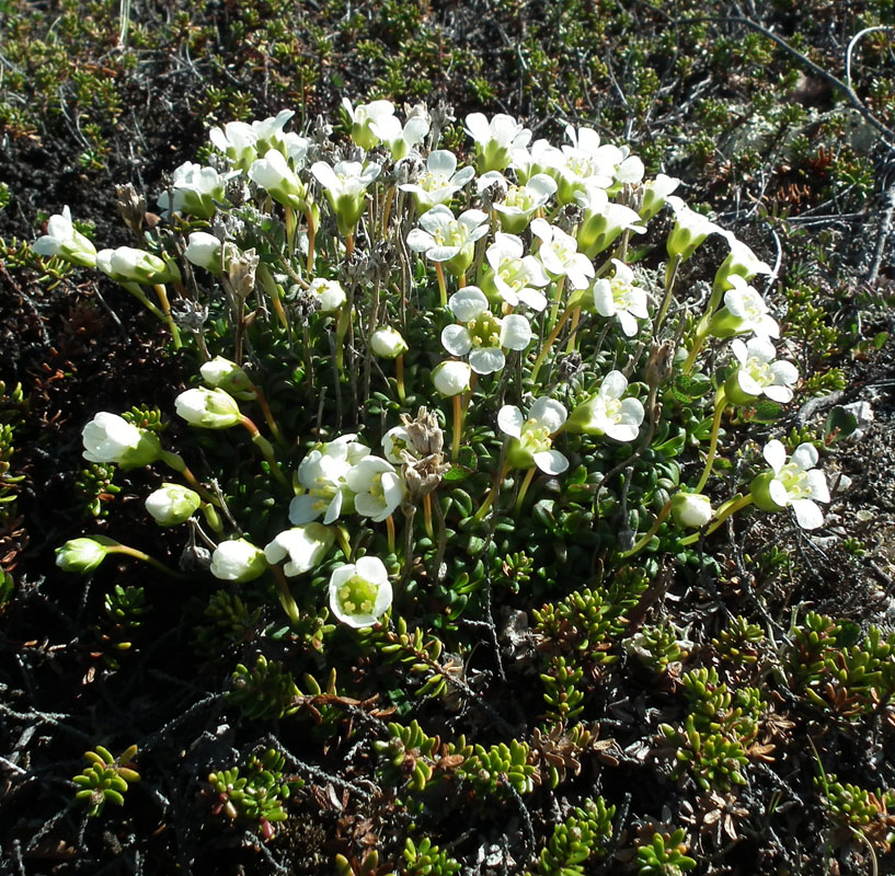 Изображение особи Diapensia lapponica.