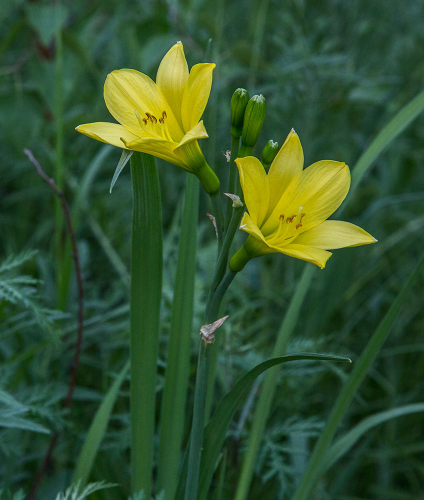 Изображение особи Hemerocallis lilio-asphodelus.