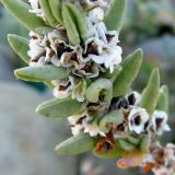 Polygonum maritimum