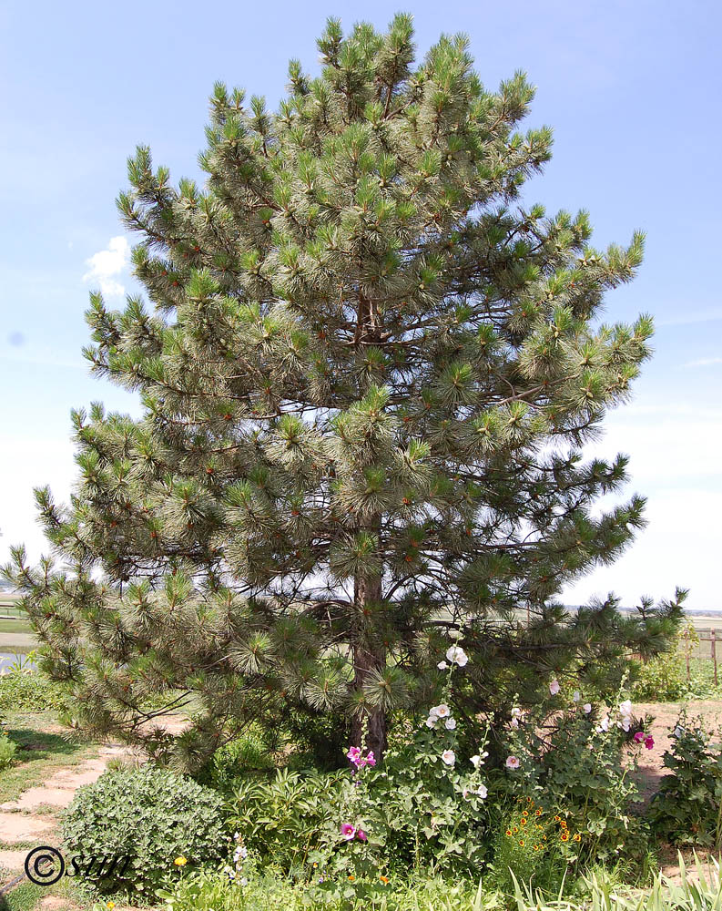 Изображение особи Pinus pallasiana.