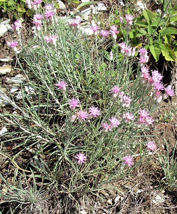 Image of Jurinea stoechadifolia specimen.