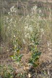 Lepidium latifolium