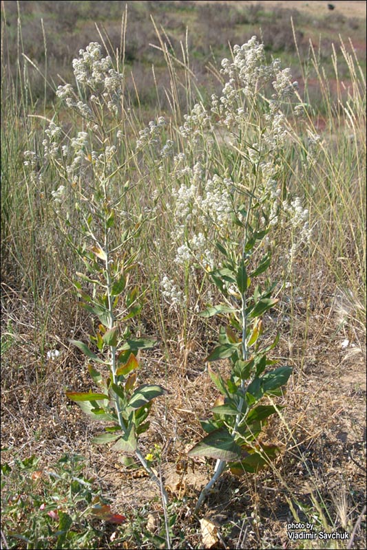 Изображение особи Lepidium latifolium.