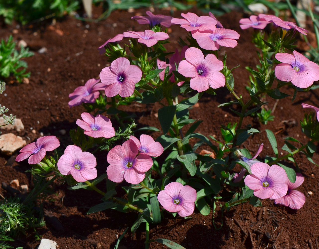 Изображение особи Linum pubescens.