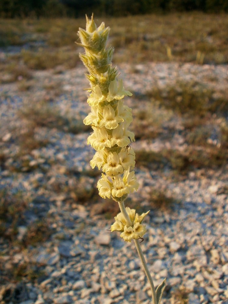 Image of Sideritis taurica specimen.