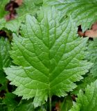 Patrinia gibbosa. Лист. Германия, г. Дюссельдорф, Ботанический сад университета. 03.06.2014.