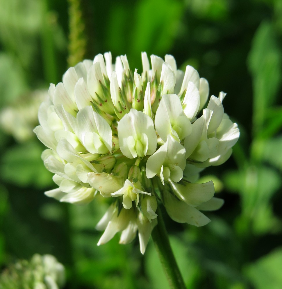 Изображение особи Trifolium repens.