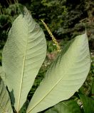 Aesculus parviflora