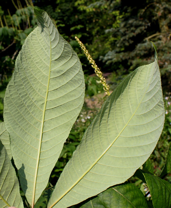 Image of Aesculus parviflora specimen.