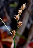 Carex remota