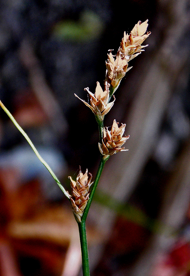 Изображение особи Carex remota.