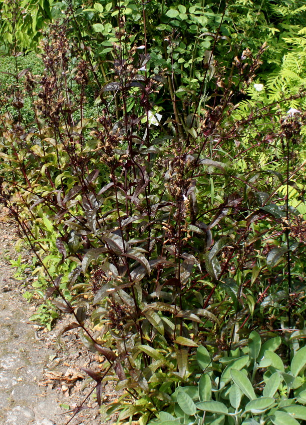 Image of Penstemon digitalis specimen.