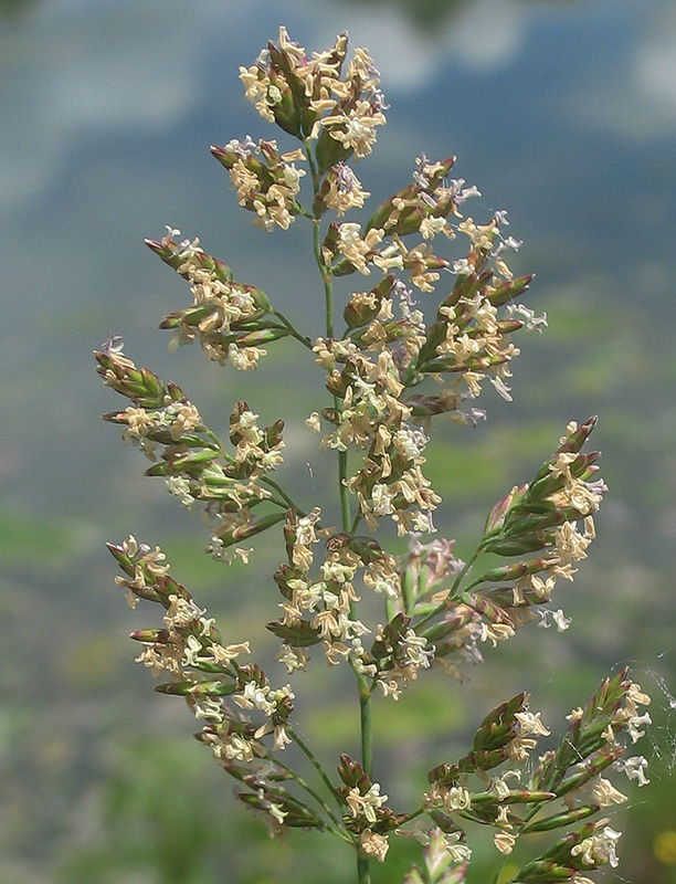 Image of Poa compressa specimen.