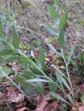 Centaurea nigrofimbria