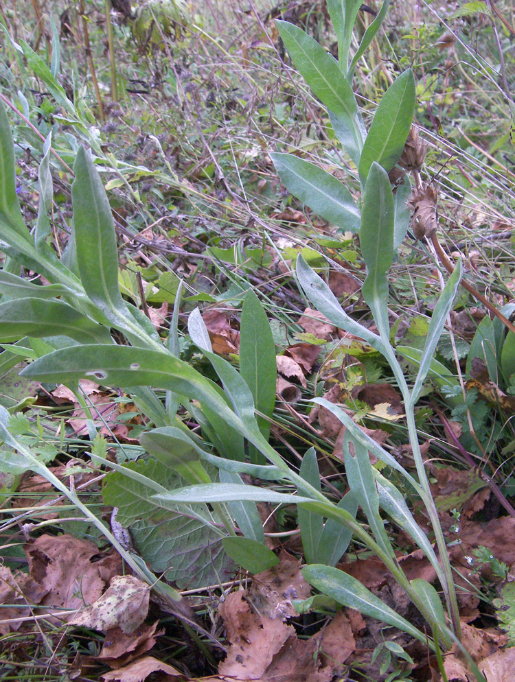 Image of Centaurea nigrofimbria specimen.