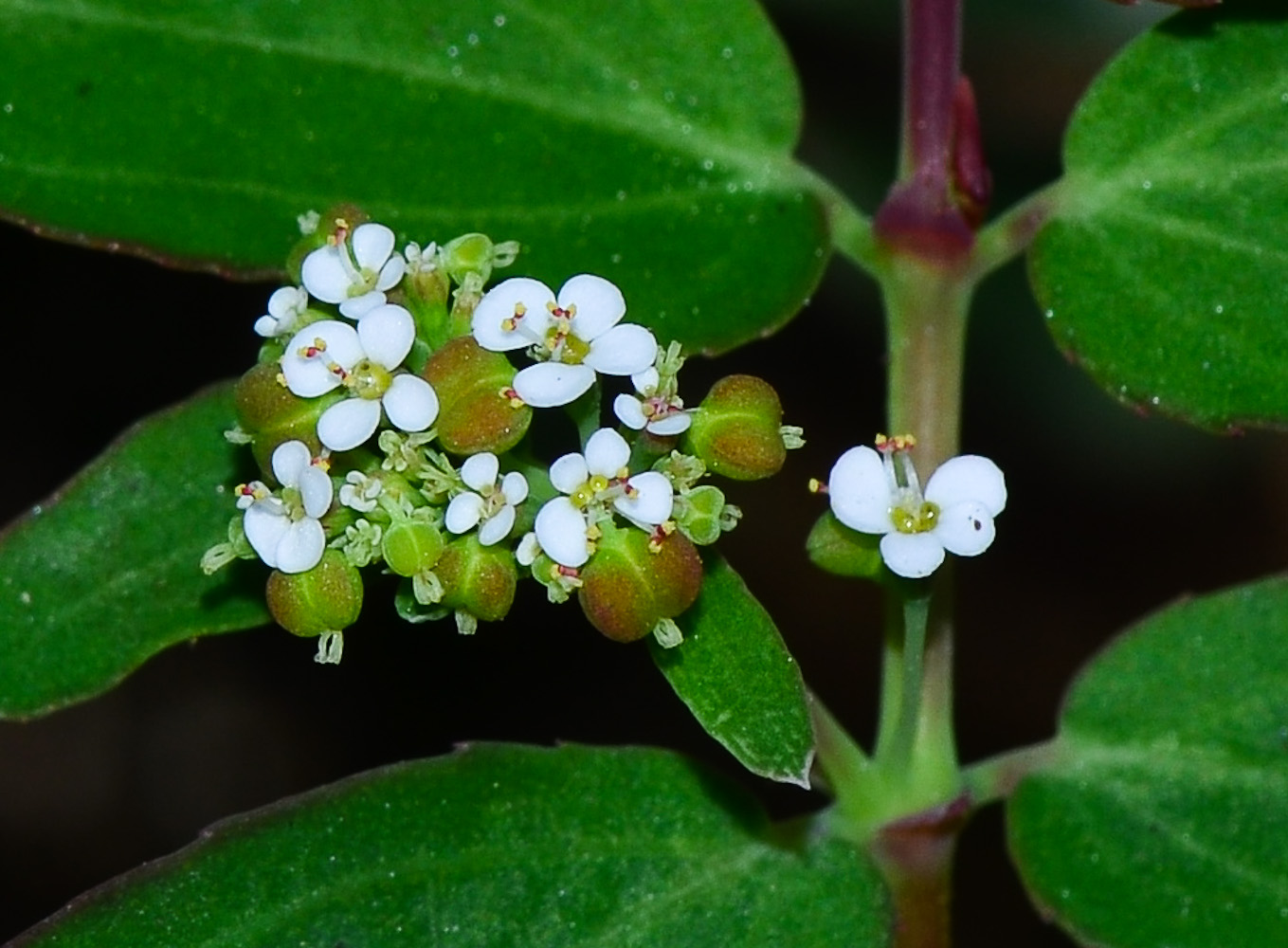 Изображение особи Euphorbia hypericifolia.