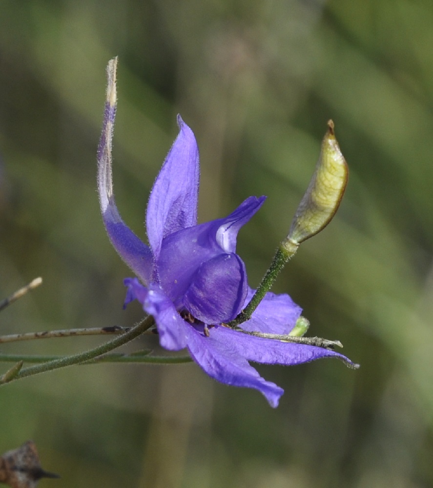 Image of Delphinium paniculatum specimen.