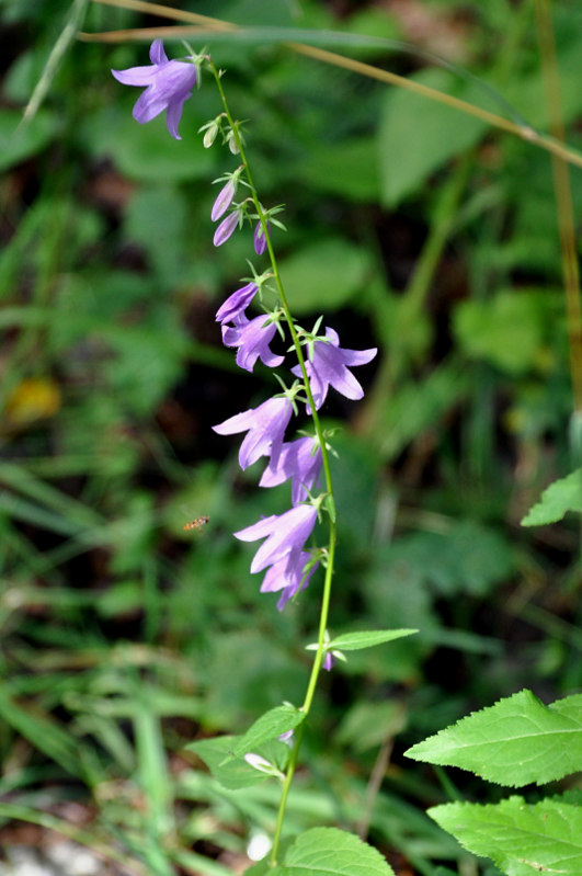 Изображение особи Campanula rapunculoides.