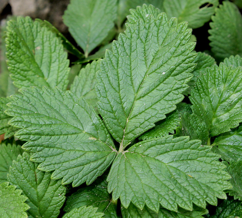 Image of Potentilla grandiflora specimen.