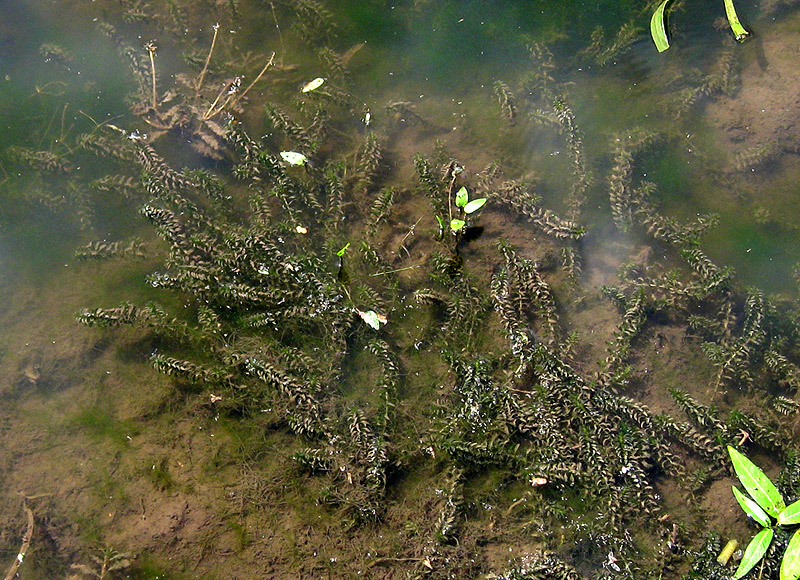 Изображение особи Elodea canadensis.