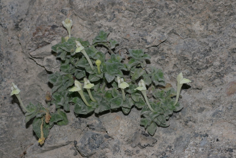 Image of Scutellaria immaculata specimen.