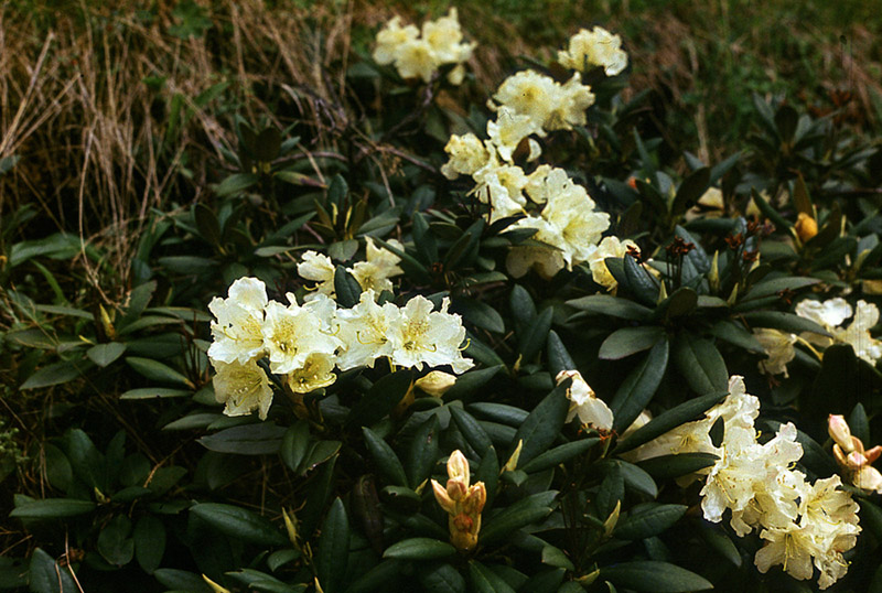 Изображение особи Rhododendron caucasicum.