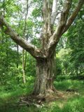 Betula ermanii. Старое одиночное дерево. Нидерланды, провинция Гронинген, ботанический сад Hortus Haren. Июнь 2006 г.