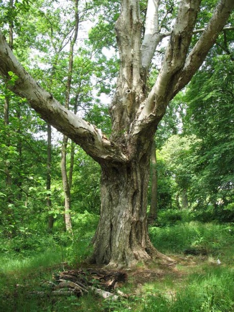 Изображение особи Betula ermanii.