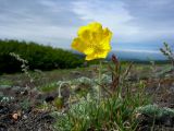 Papaver microcarpum