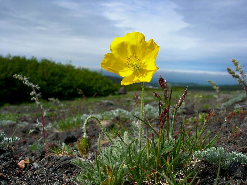 Image of Papaver microcarpum specimen.
