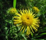 Inula britannica