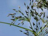 Scirpus radicans