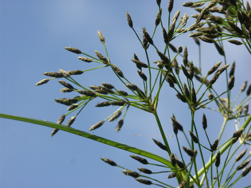 Изображение особи Scirpus radicans.