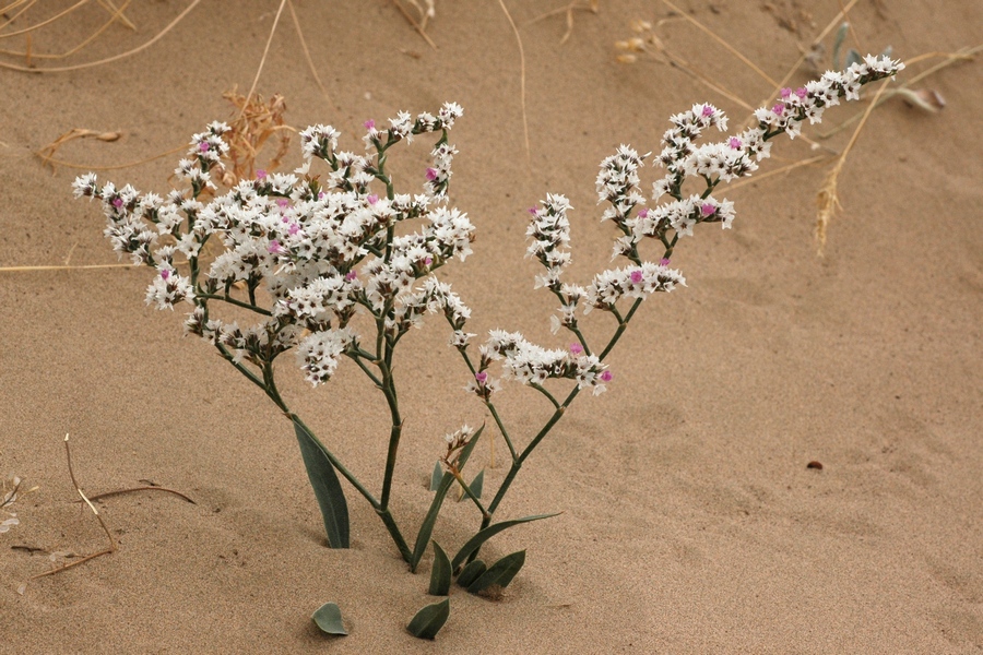 Image of Goniolimon callicomum specimen.