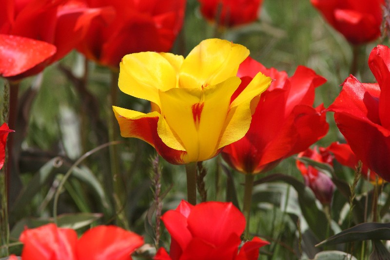 Image of Tulipa greigii specimen.