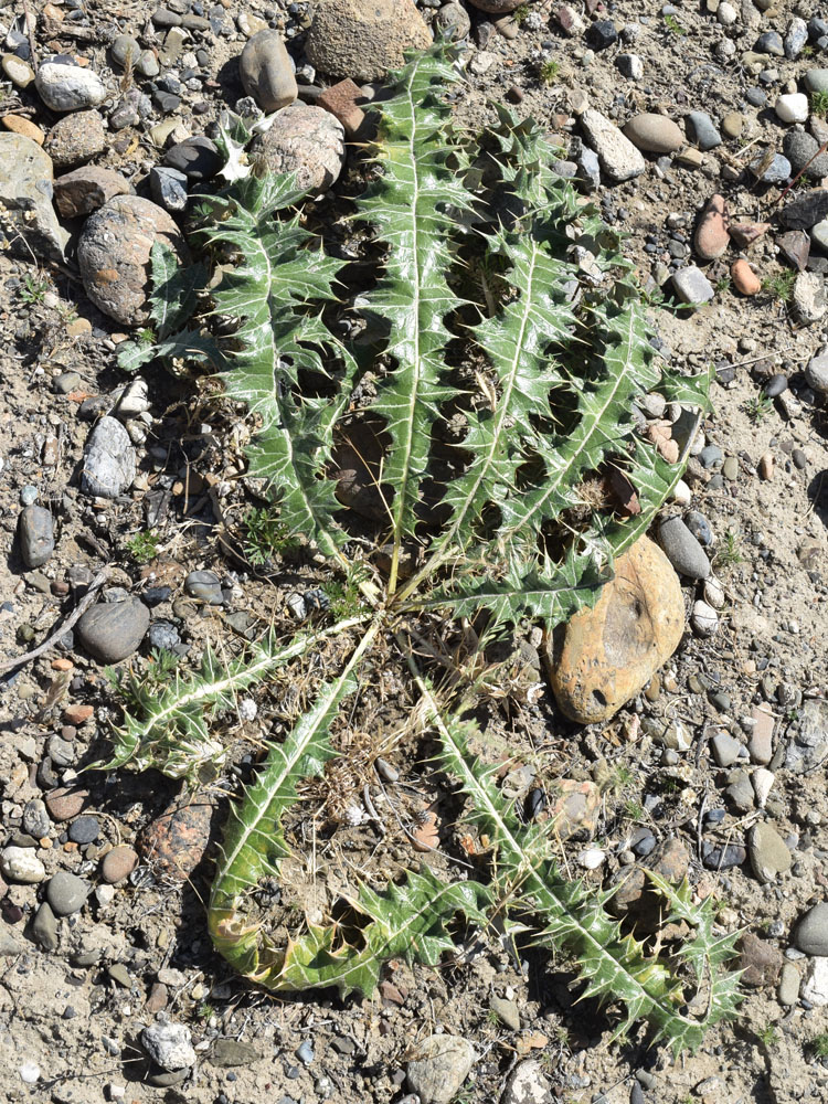 Image of Cousinia polycephala specimen.