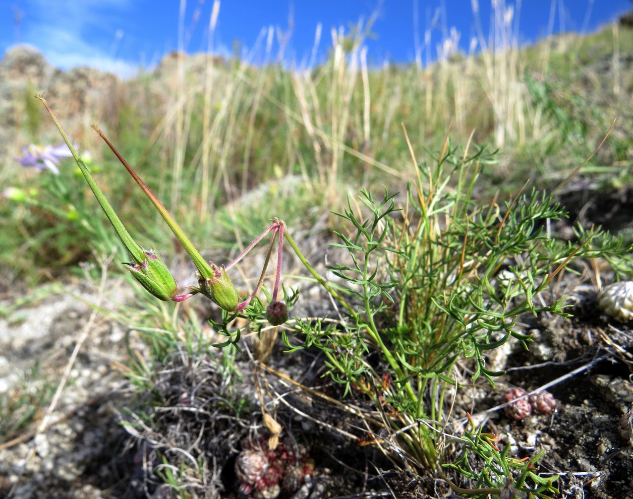 Изображение особи Erodium tataricum.