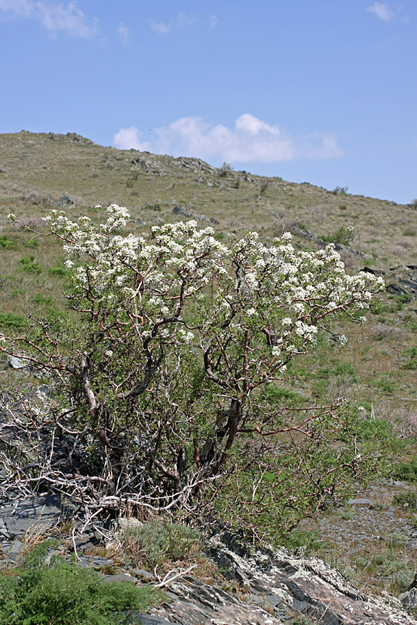 Изображение особи Pyrus regelii.