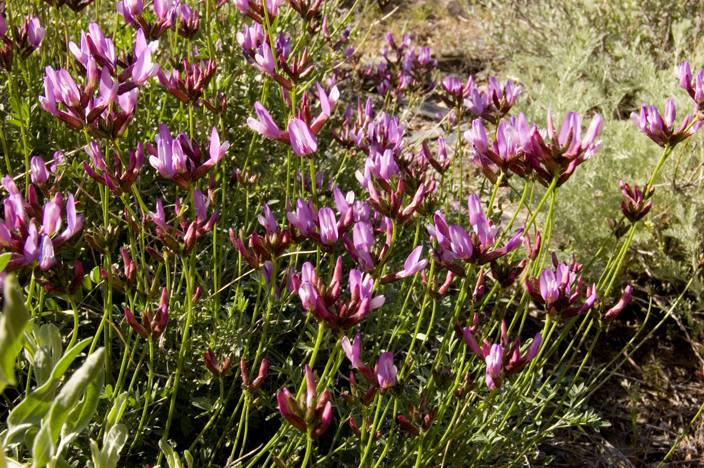 Image of Astragalus stenoceras specimen.