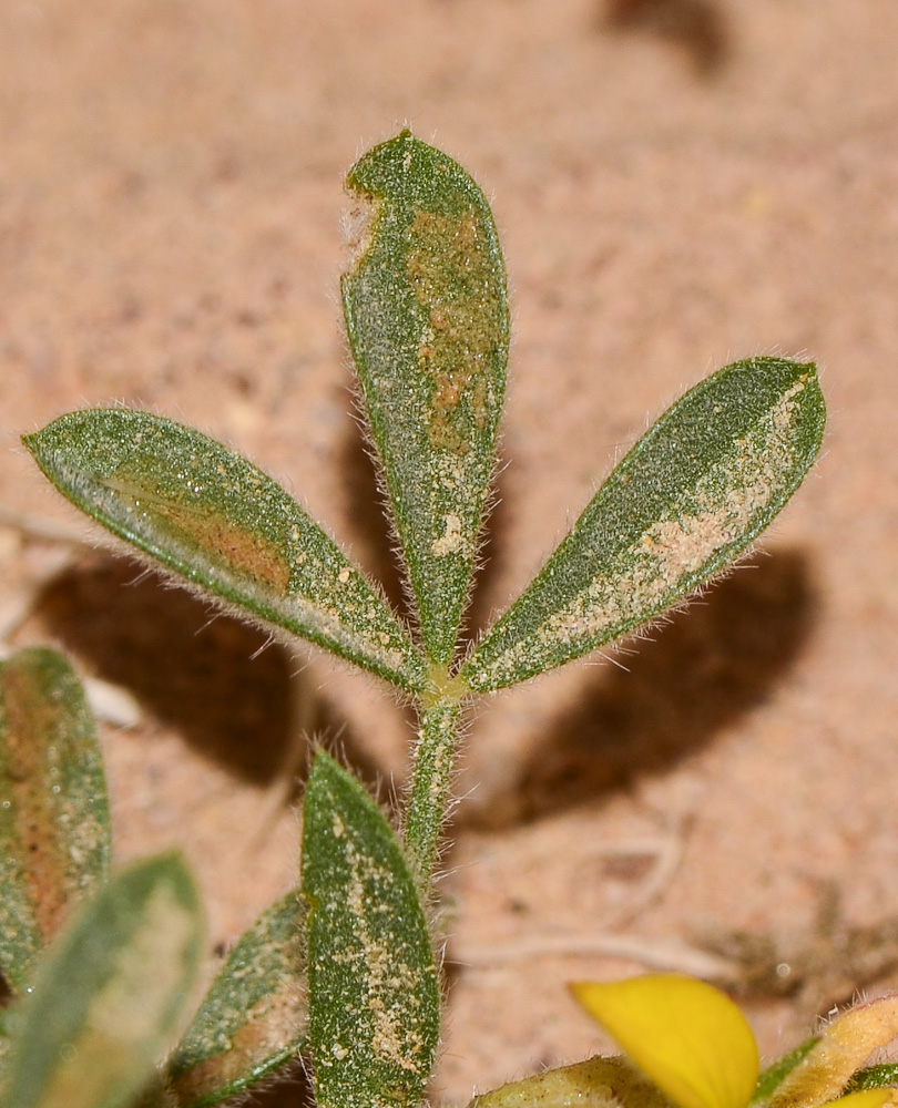 Изображение особи Lotononis platycarpa.