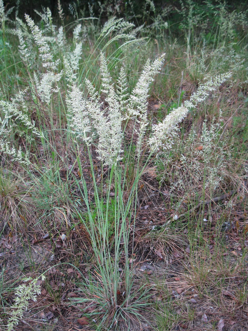 Изображение особи Koeleria glauca.