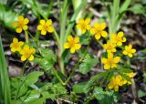 Caltha palustris