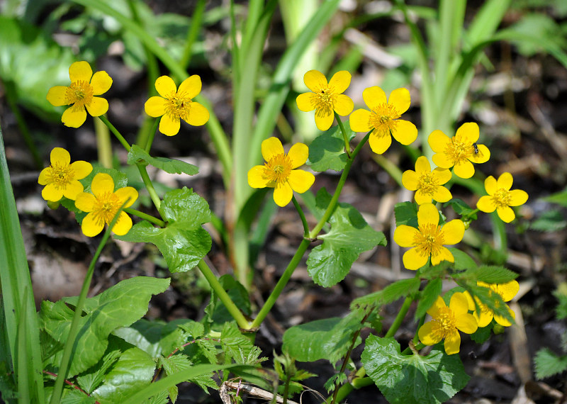 Изображение особи Caltha palustris.